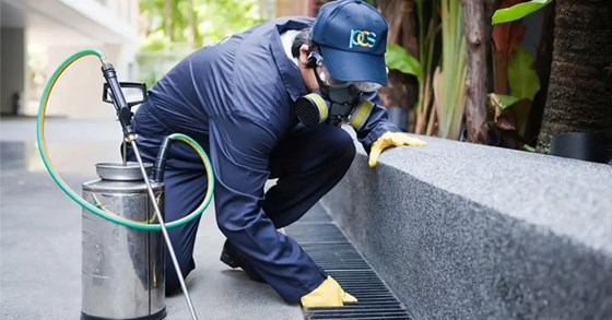 Quality Pest Management & Solutions: Advantages Of Choosing Termite Inspection Services In Sydney